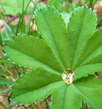 Kleinod in Silbemänteli- Blatt